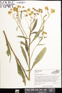 Verbesina alternifolia image