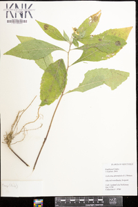 Verbesina alternifolia image