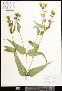 Helianthus divaricatus image