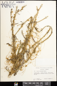 Cuscuta pentagona image