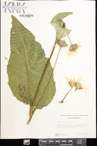 Silphium perfoliatum image