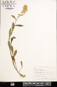 Solidago macrophylla image