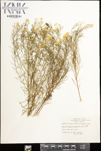 Euthamia tenuifolia image