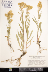 Solidago multiradiata image