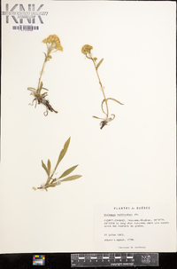 Solidago multiradiata image