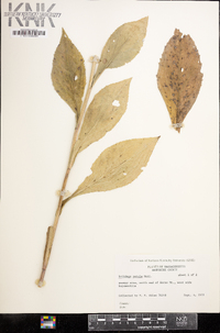 Solidago patula image