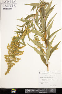 Solidago patula image