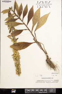 Solidago squarrosa image