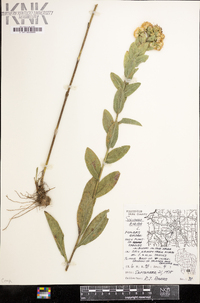 Solidago rigida image