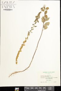 Solidago sphacelata image