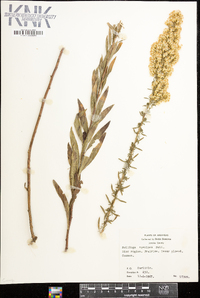 Solidago speciosa image