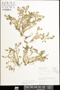 Gymnostyles anthemifolia image