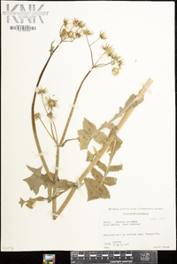 Sonchus oleraceus image