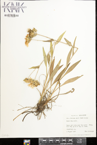 Stokesia laevis image