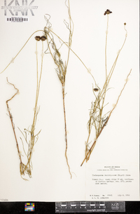 Thelesperma burridgeanum image