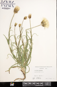 Tragopogon pratensis image