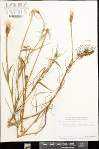 Tragopogon pratensis image