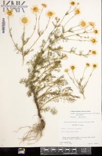 Tripleurospermum maritimum subsp. maritimum image