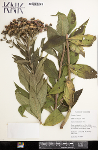 Vernonia baldwinii image