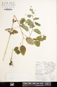 Impatiens biflora image