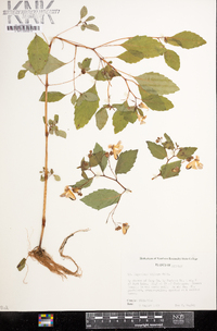 Impatiens biflora image