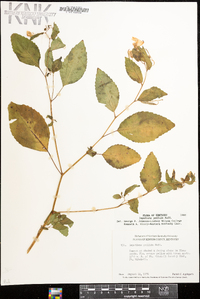 Impatiens pallida image