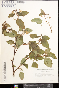 Impatiens pallida image