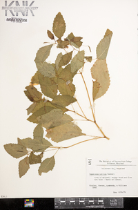 Impatiens pallida image