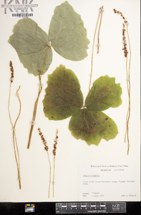 Achlys triphylla image