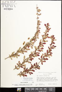 Berberis thunbergii image