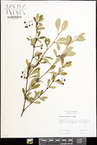 Berberis canadensis image