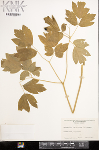 Caulophyllum thalictroides image