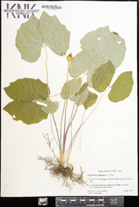 Jeffersonia diphylla image