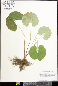 Jeffersonia diphylla image