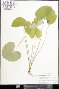 Jeffersonia diphylla image