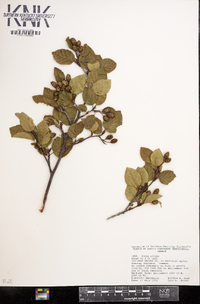 Alnus viridis image