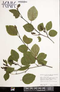 Alnus viridis image