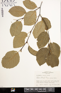 Alnus viridis image