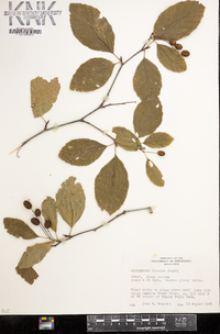 Alnus viridis image