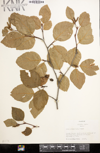 Alnus viridis image