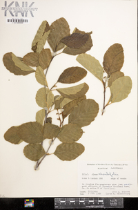 Alnus rhombifolia image