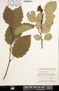 Alnus incana subsp. tenuifolia image