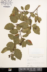 Alnus incana subsp. tenuifolia image