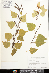 Betula alba image