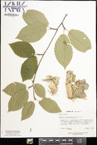 Betula alleghaniensis image