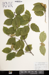 Betula alleghaniensis image