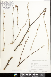 Betula alleghaniensis image