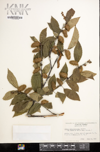 Betula alleghaniensis image