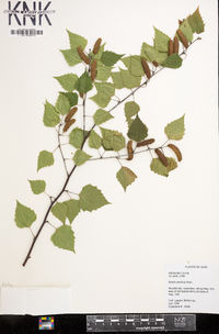 Betula pendula image