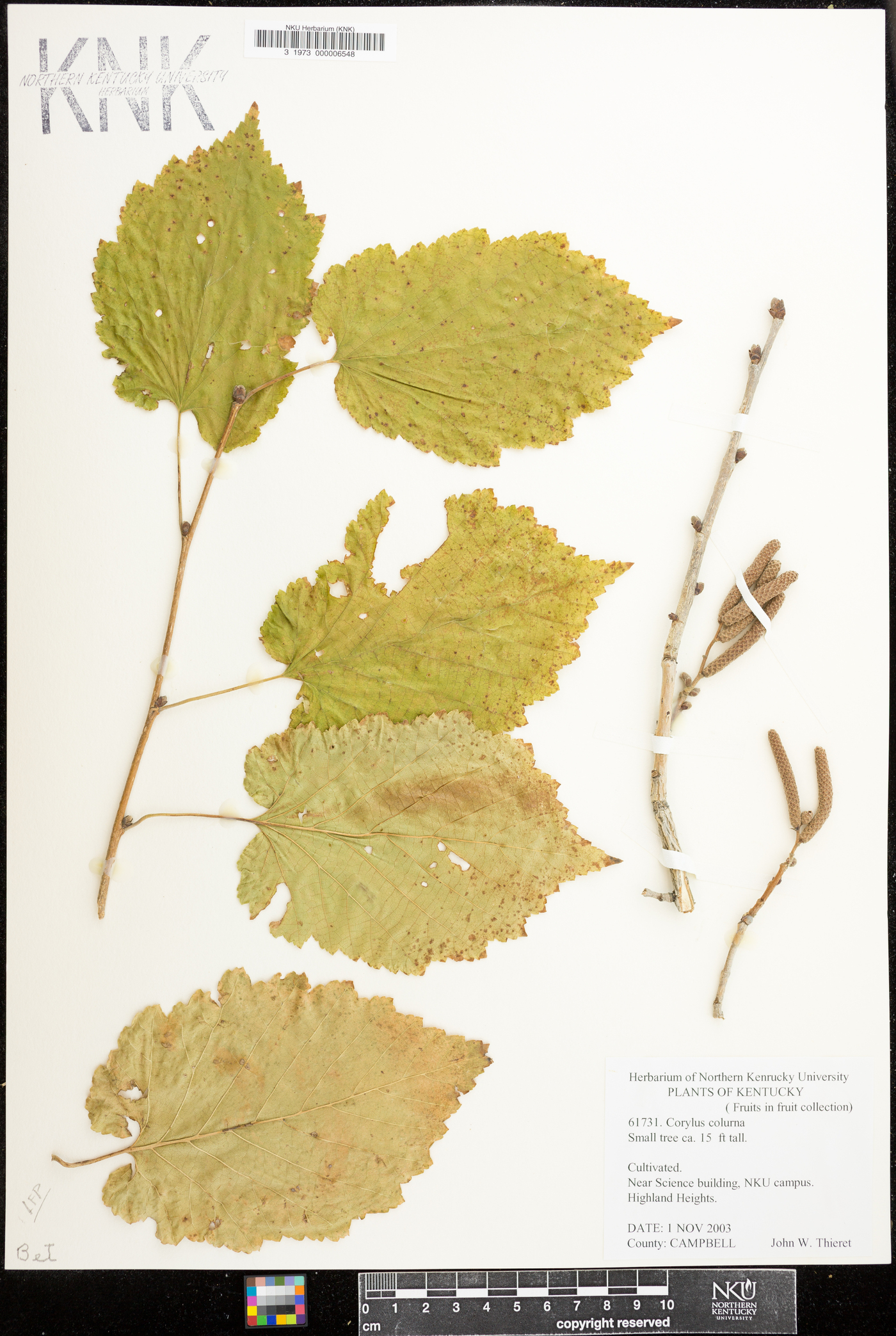 Corylus colurna image